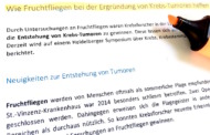 Wie Fruchtfliegen bei der Ergründung von Krebs-Tumoren helfen